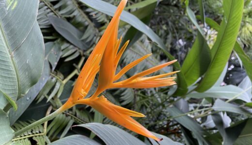 サイト開設のごあいさつ